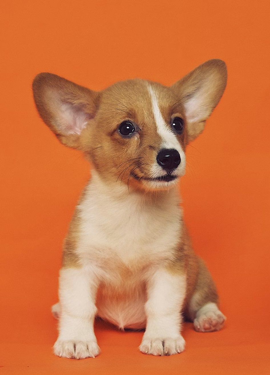 A meaningful real Corgi photo ready to upload