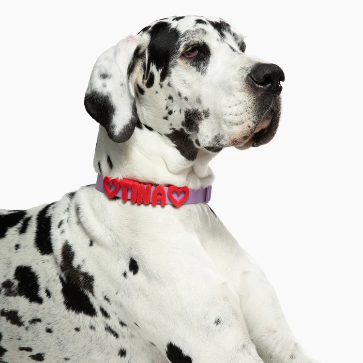 Waterproof Collar+Leash set with Name Charms - Image 15
