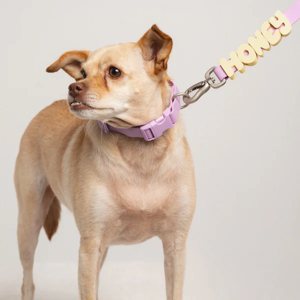 Waterproof Collar+Leash set with Name Charms - Image 6