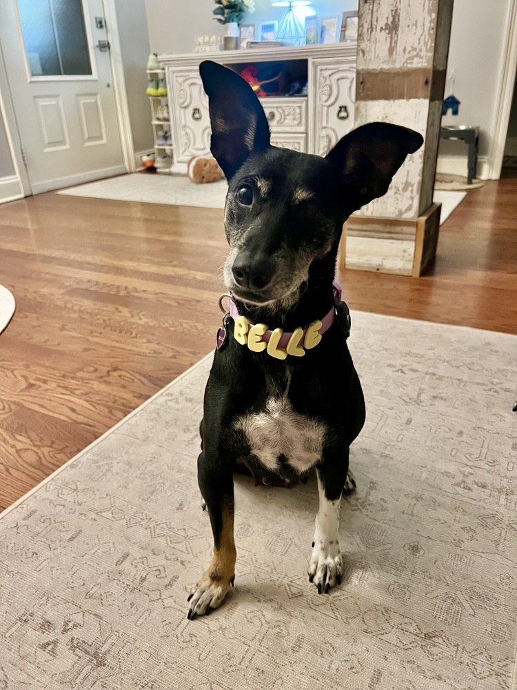 Waterproof Collar+Leash set with Name Charms - Image 11